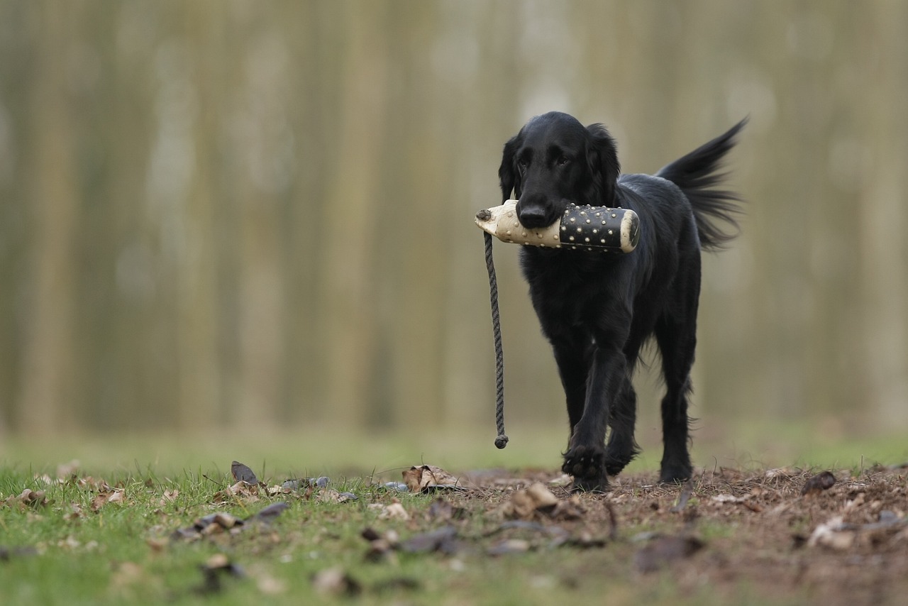 The Benefits of Obedience Training for All Pets